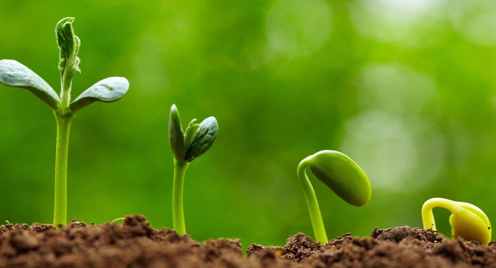 Natural Fertility